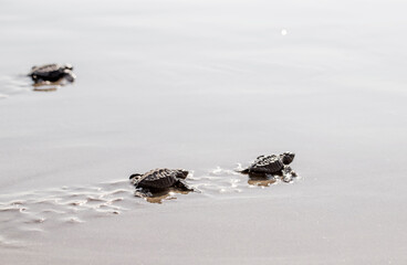 Tortugas recién nacidas listas para ser liberadas en la costa.