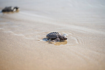 Pequeña tortuga caminando por la arena.