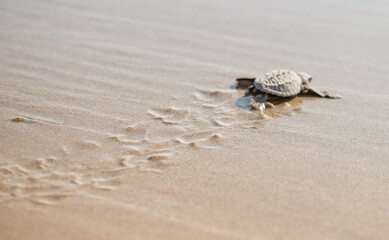 Pequeña tortuga caminando por la arena.