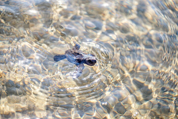 Pequeña tortuga caminando por la arena.