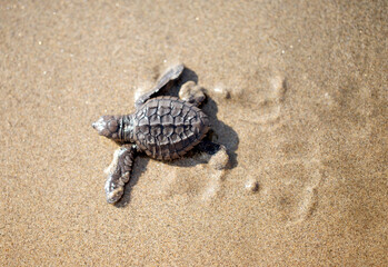 Tortuga bebe caminando por la arena.