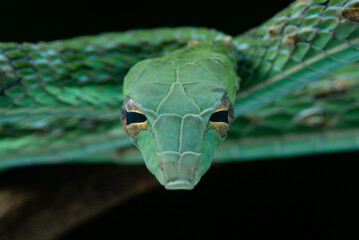 Fototapeta premium close up of a green snake