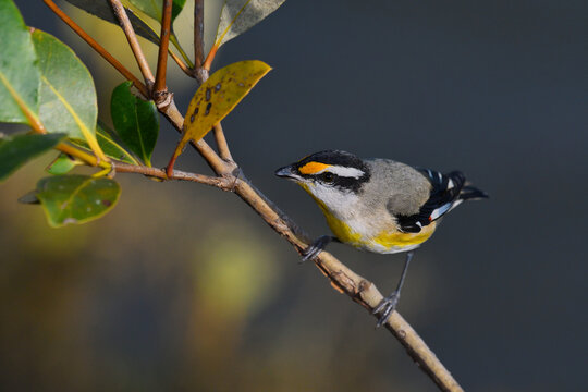 Australian male Striated Pardalote -Pardalotus striatus- perched branch over water soft morning light looking for food