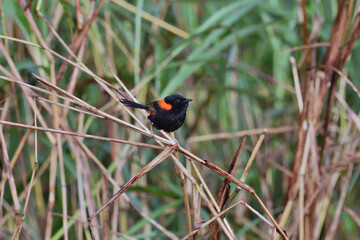 Australian adult male Red-backed Fairy-wren -Malurus melanocephalus- perched thick tall grass looking for food copy space