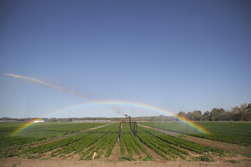 Rainbow over a water cannon spraying water on a field