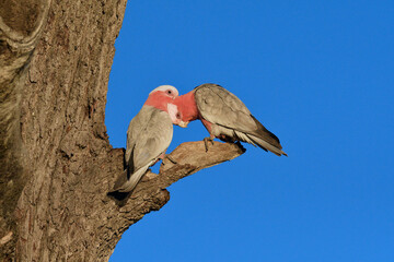 Male female Australian Galahs -Cacatua roseicapilla, Nominate race- perched old dead tree preening sunlight blue sky 