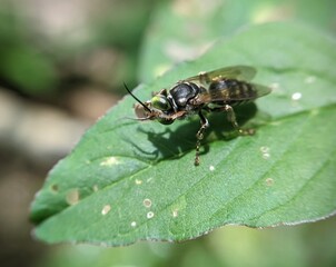 Fototapeta premium Bee resting on leaf