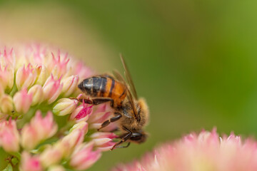 bee on a flower