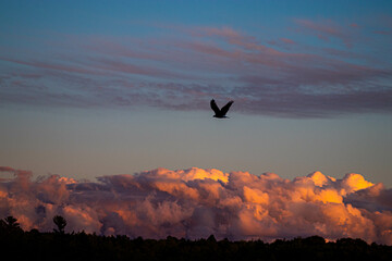 Fototapeta na wymiar Bald eagle flying in distance at sunset