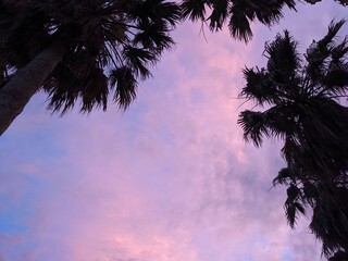 palm trees at sunset