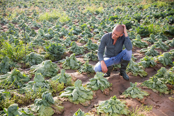 Anxious grower inspecting diseased savoy cabbage damaged by pests on farm field. Concept of...