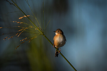 Australian male Golden-headed Cisticola -Cisticola exilis- perched tall grass warm morning light blurry dreamy background 