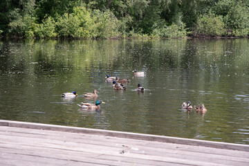 a variety of wild ducks are resting on a wooden platform near a forest pond