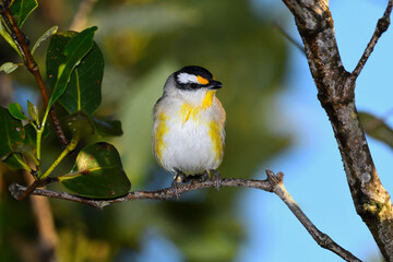 Australian adult male Striated Pardalote  hiding in thick bush slightly damp from overnight dew