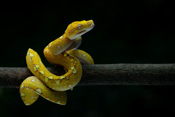 Yellow juvenile Yapen locality green tree python on a branch