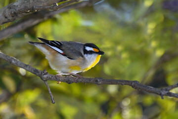 Australian male Striated Pardalote -Pardalotus striatus- perched thick bush green blurry bokeh background