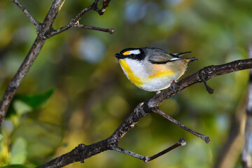Australian adult male Striated Pardalote perched thick bush looking for food soft morning light