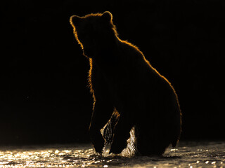 Silhouette of the big brown bear (Ursus arctos)