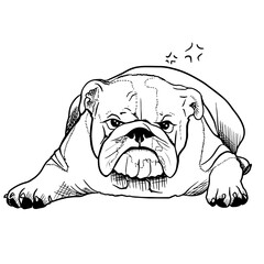 Bulldog vector hand drawing illustration in black color isolated on white background