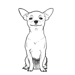 Chihuahua vector hand drawing illustration in black color isolated on white background