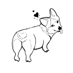 Corgi vector hand drawing illustration in black color isolated on white background