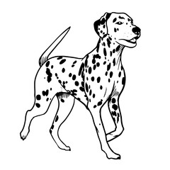 Dalmatian vector hand drawing illustration in black color isolated on white background