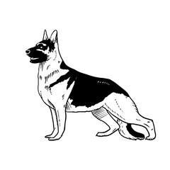 Fototapeta na wymiar German-Shepherd vector hand drawing illustration in black color isolated on white background
