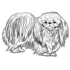 Pekingese vector hand drawing illustration in black color isolated on white background