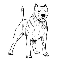 Pitbull vector hand drawing illustration in black color isolated on white background