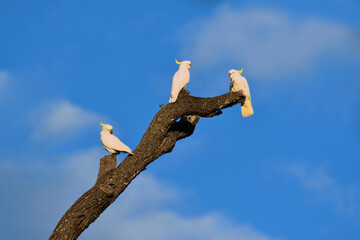 Three Sulphur-crested Cockatoos -Cacatua galerita- perched on an old tree resting in the early morning sunlight  © Tony Zuvela 