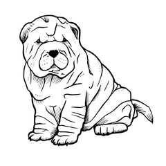 Shar-pei vector hand drawing illustration in black color isolated on white background