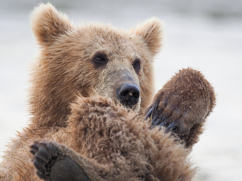 Portrait Of Brown Bear (ursus Arctos)