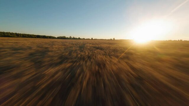 The sun at sunset illuminates a large wheat field. The camera shoots in motion towards the sun
