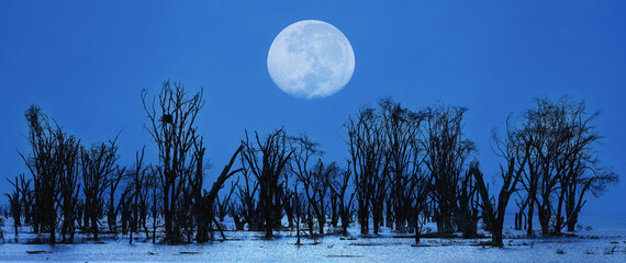 landscape scenery of silhouette dead tree forest in lake with full moon at night at lake nakuru national park Kenya - obrazy, fototapety, plakaty