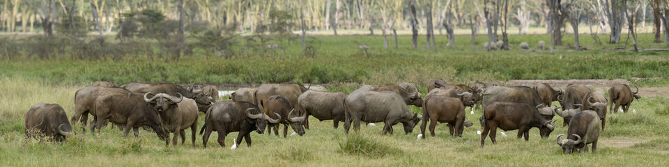 herd of african buffalo together on grassland at Lake Nakuru National Park Kenya - obrazy, fototapety, plakaty