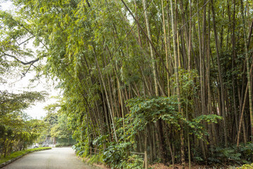 Big cane trees next to a concrete path