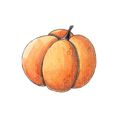 Orange pumpkin. Autumn harvest. Watercolor illustration on a white background.