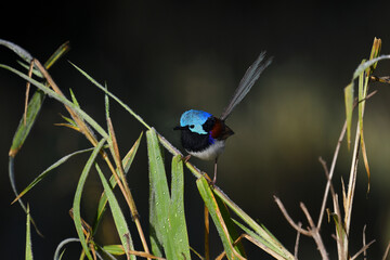 Australian male Variegated Fairy-wren -Malurus lamberti, Nominate race- perched tall grass dark background soft morning light