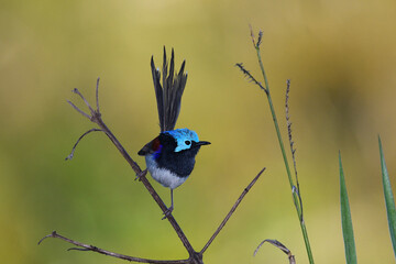 Australian male Variegated Fairy-wren perched yellow green blurry bokeh background early morning light