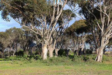 eucalyptus trees in field