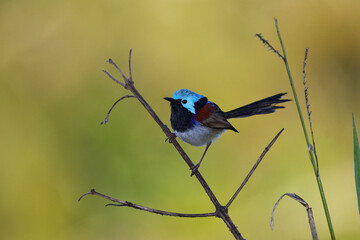 Australian male Variegated Fairy-wren -Malurus lamberti, Nominate race- perched green yellow blurry bokeh background 
