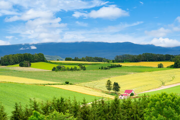 美瑛、赤い屋根の家がある丘の風景