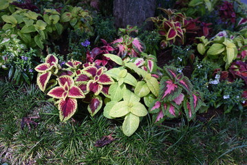Coleus leaves. Lamiaceae ornamental foliage plant native to Southeast Asia.
Beautifully variegated leaves are used for group planting.