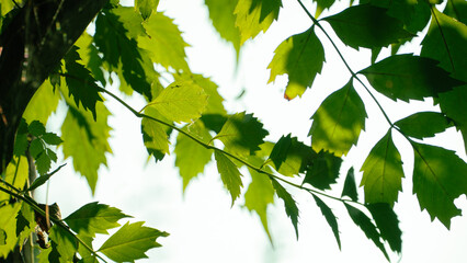 空を背景にした緑の木の葉のフレーム