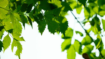 Fototapeta na wymiar 空を背景にした緑の木の葉のフレーム