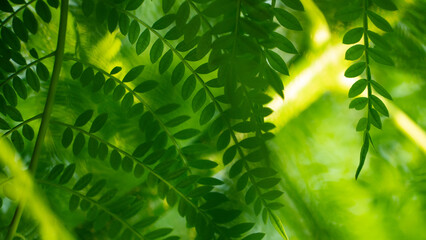 葉っぱが多いシダ植物の穏やかな緑のイメージ