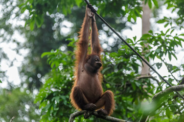 Naklejka premium orangutans or pongo pygmaeus is the only asian great found on the island of Borneo and Sumatra