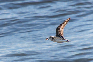 Sanderling Sandpiper or Semipalmated Sandpiper with breakfast flying over the ocean