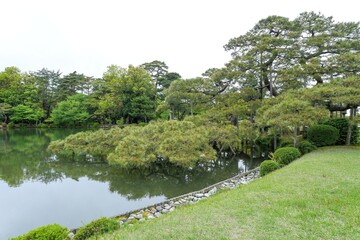 Fototapeta premium 兼六園で見たたくさんの新芽をつけた松の古木の情景＠石川