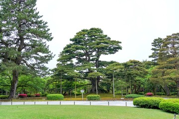 Fototapeta premium 兼六園で見たたくさんの新芽をつけた松の古木の情景＠石川
